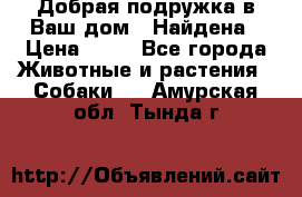 Добрая подружка,в Ваш дом!!!Найдена › Цена ­ 10 - Все города Животные и растения » Собаки   . Амурская обл.,Тында г.